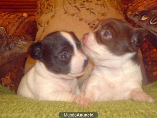 Melin y Odie son tus mejores amigos porque siempre te sorprenden.